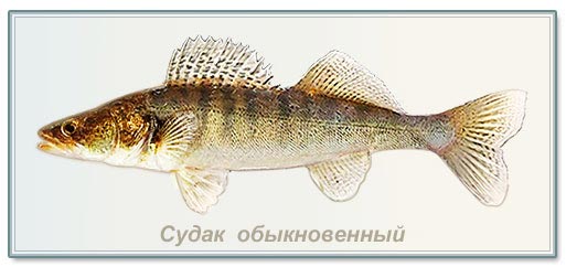 изображение судака