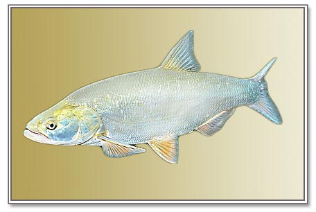 zherekh