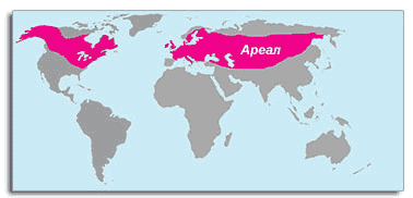 areal-1
